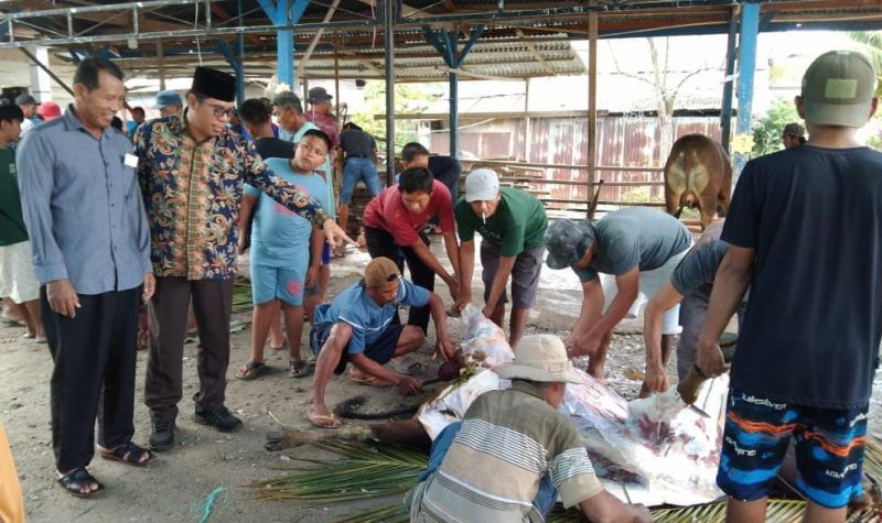 Dipantau Langsung Camat, Warga Tomoni Timur Potong 63 Hewan Kurban Pada Idul Adha 1445 H