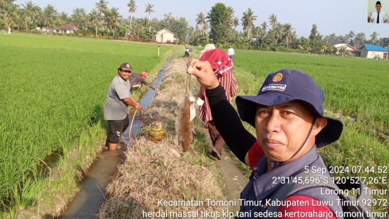 Gerakan Pengendalian Hama Tikus Kecamatan Tomoni Timur