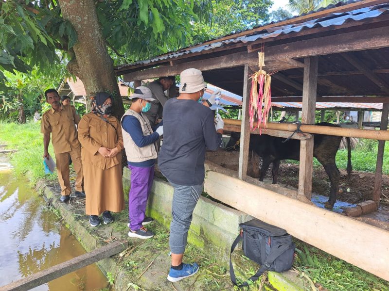 Cegah Wabah PMK, 150 Ekor Ternak di Tomoni Timur Mendapatkan Vaksinasi dari Peternakan